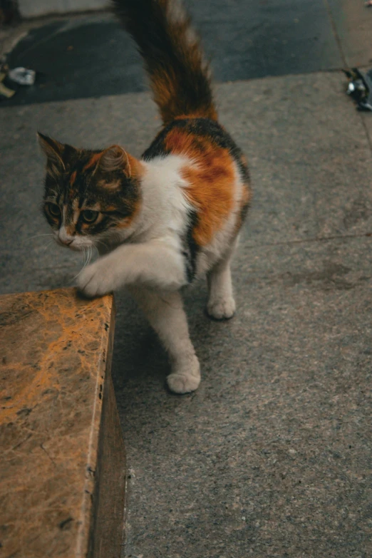 a cat playing with a toy on the side walk