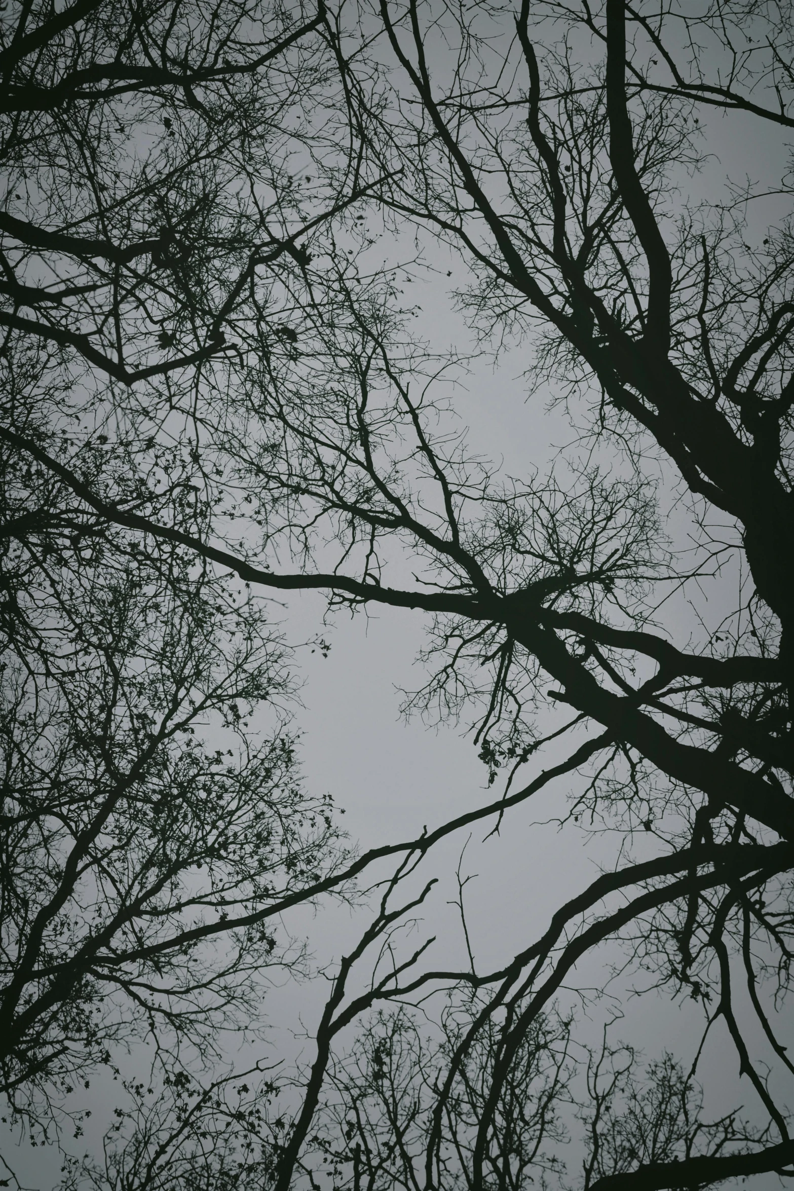 the nches of bare trees against a dark sky