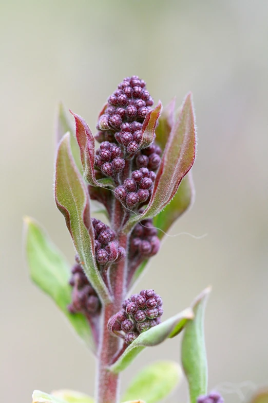 a close up picture of a small flower on top of a plant