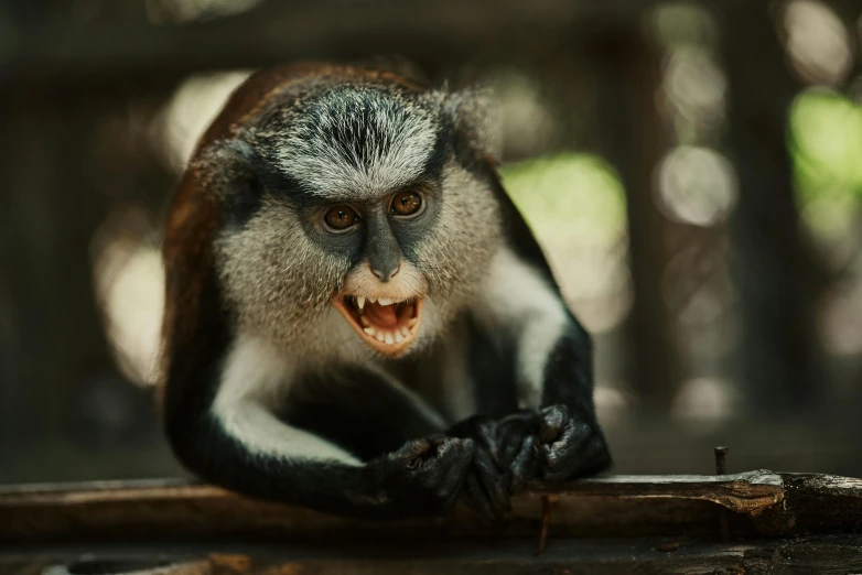 an image of a squirrel monkey on the ground