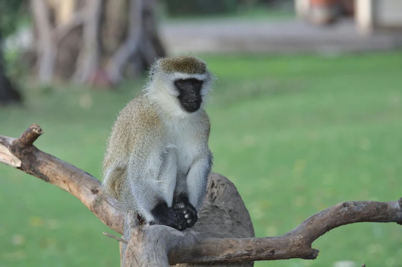 a monkey that is sitting on a tree