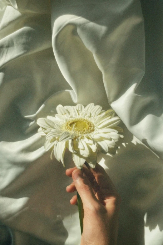 the person's hand holds the flower in front of a sheet