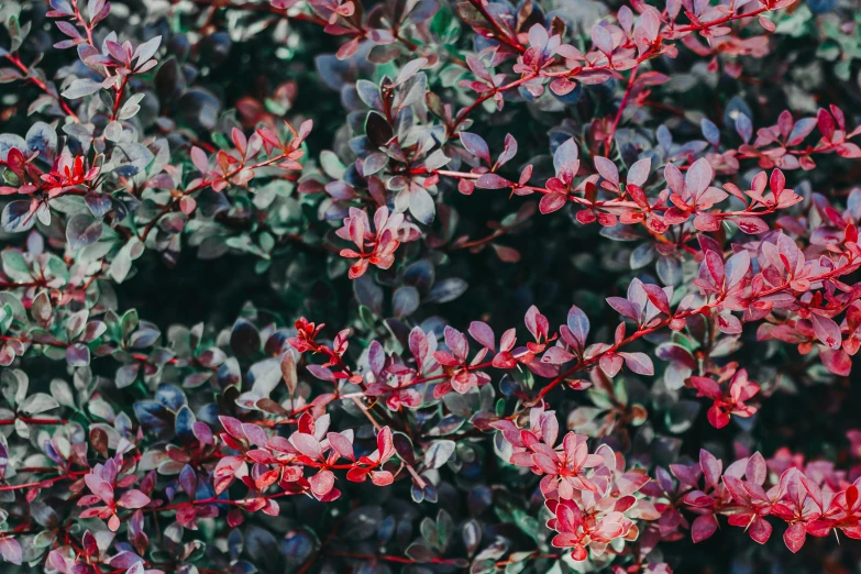 a red bush with green leaves and pink flowers