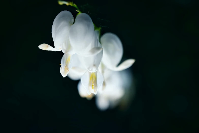 flowers blooming from buds on dark background with reflection