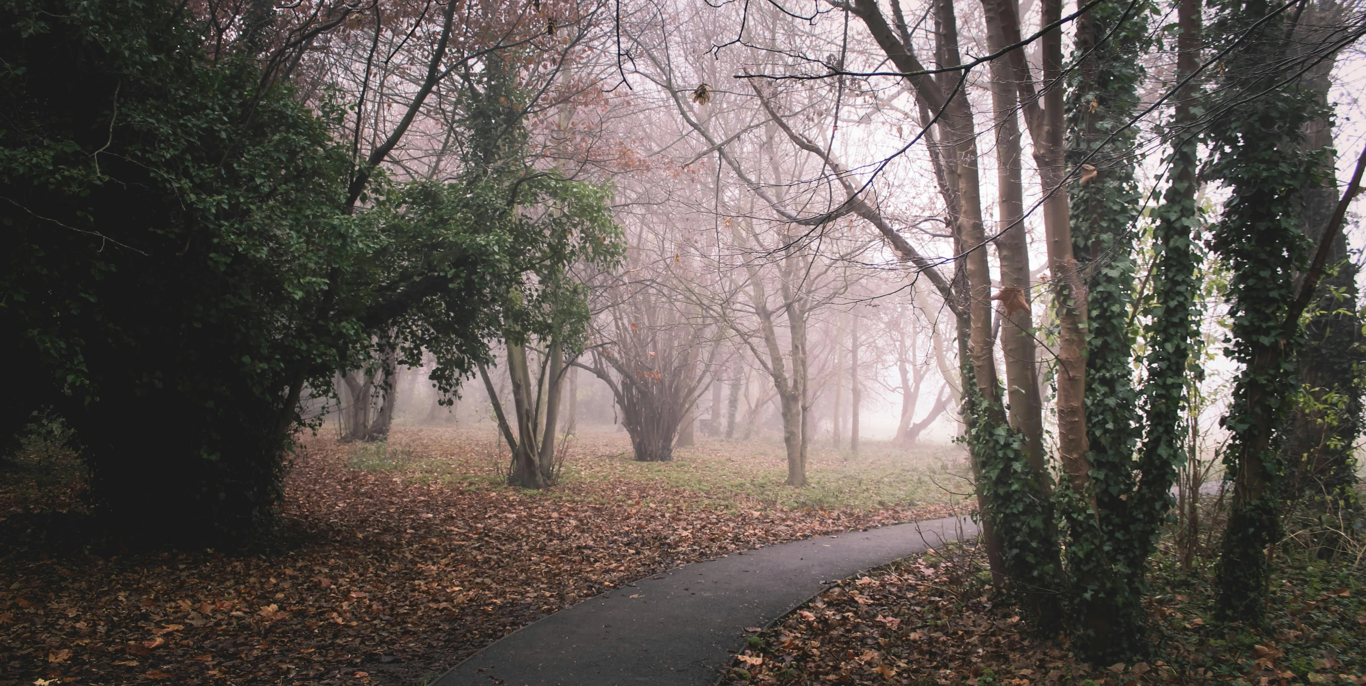 a foggy path is between trees in the woods