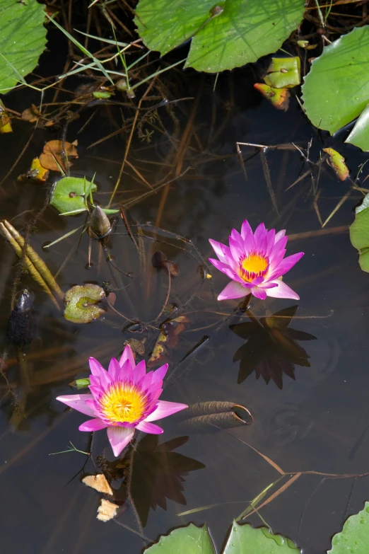 a couple of pink water lillies in a pond