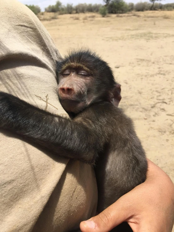 the baby monkey is holding on to the person's arm