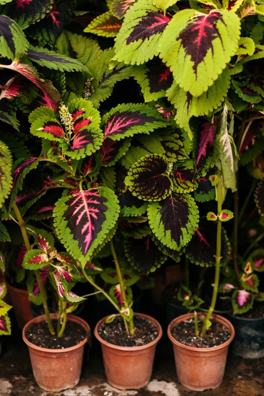 several potted plants sitting on a ledge next to each other