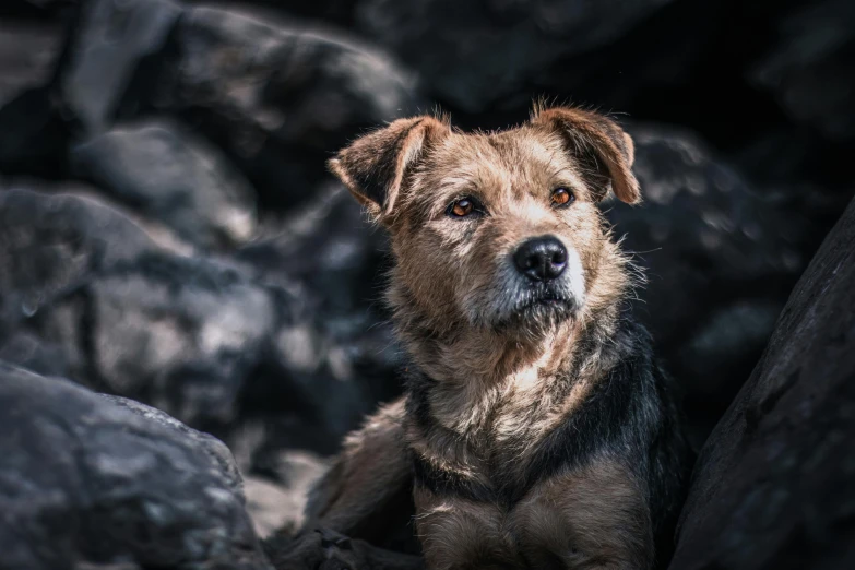 a small brown and black dog sitting in a rocky area