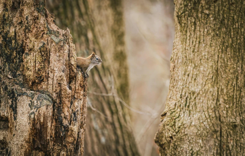 a squirrel climbing up a tree trunk