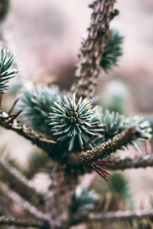 close up of the leaves of a green plant