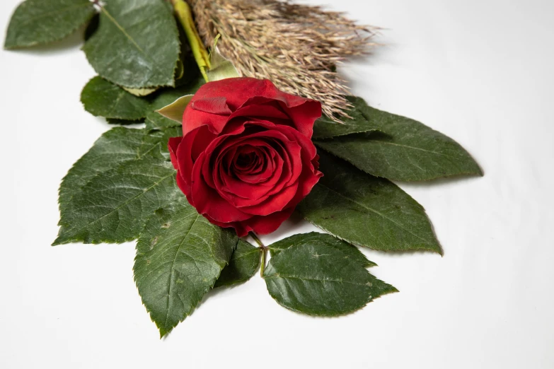 a red rose laying on top of green leaves