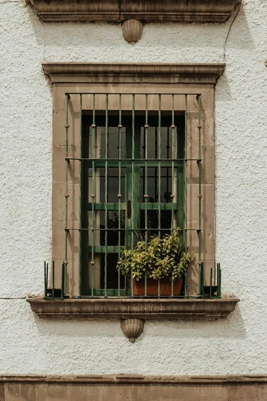 a window that has a bunch of plants growing out of it