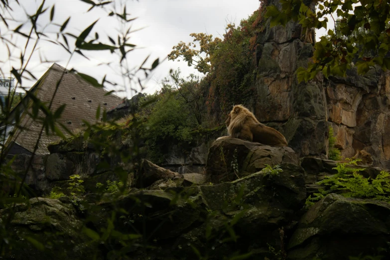 a brown bear sitting on top of rocks by some green trees