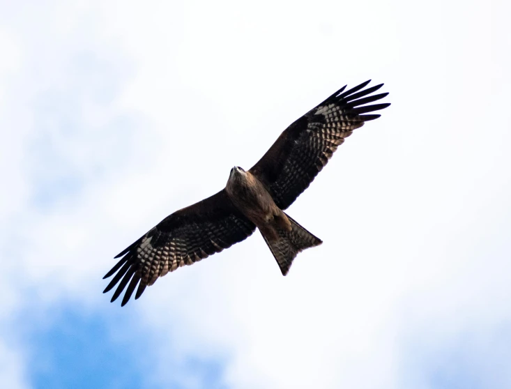 an image of a bird flying through the air