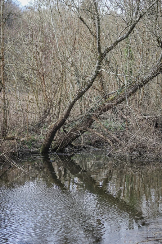 a tree is leaning over a small lake
