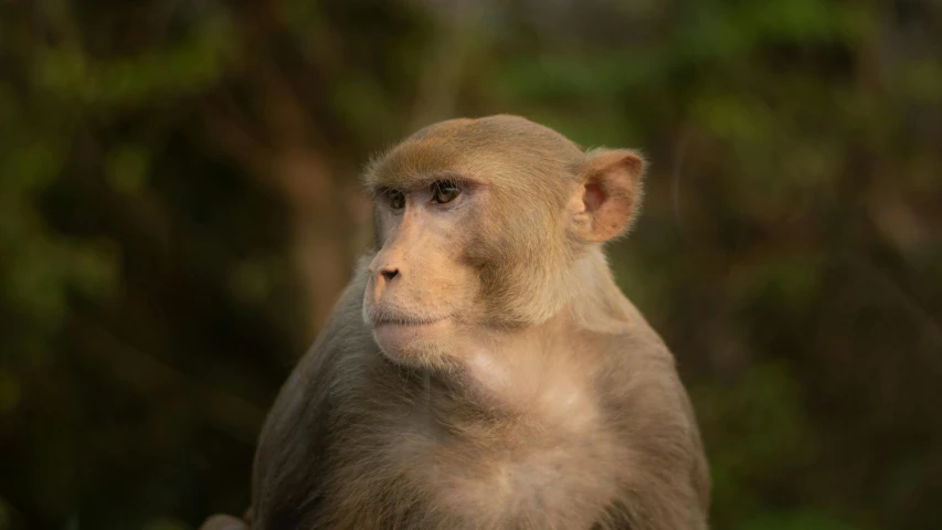 a monkey in profile looking into the distance