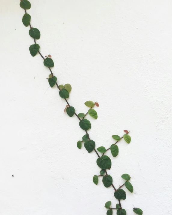 a plant covered in green leaves and stems