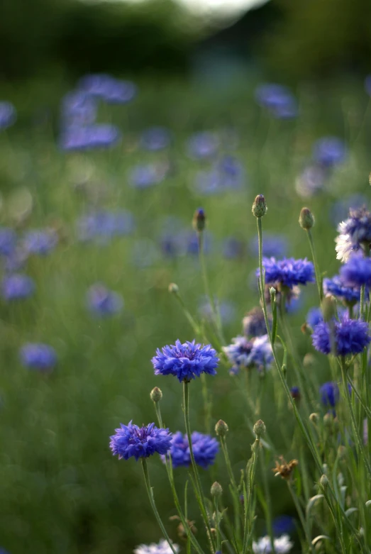 a blue flower on some green grass and dirt