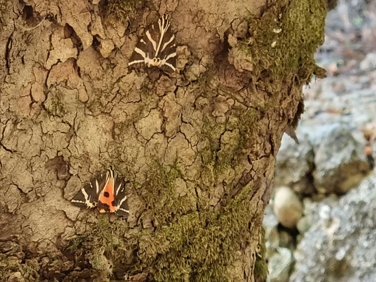 three orange and brown frog beetle holes embedded in the bark of a tree