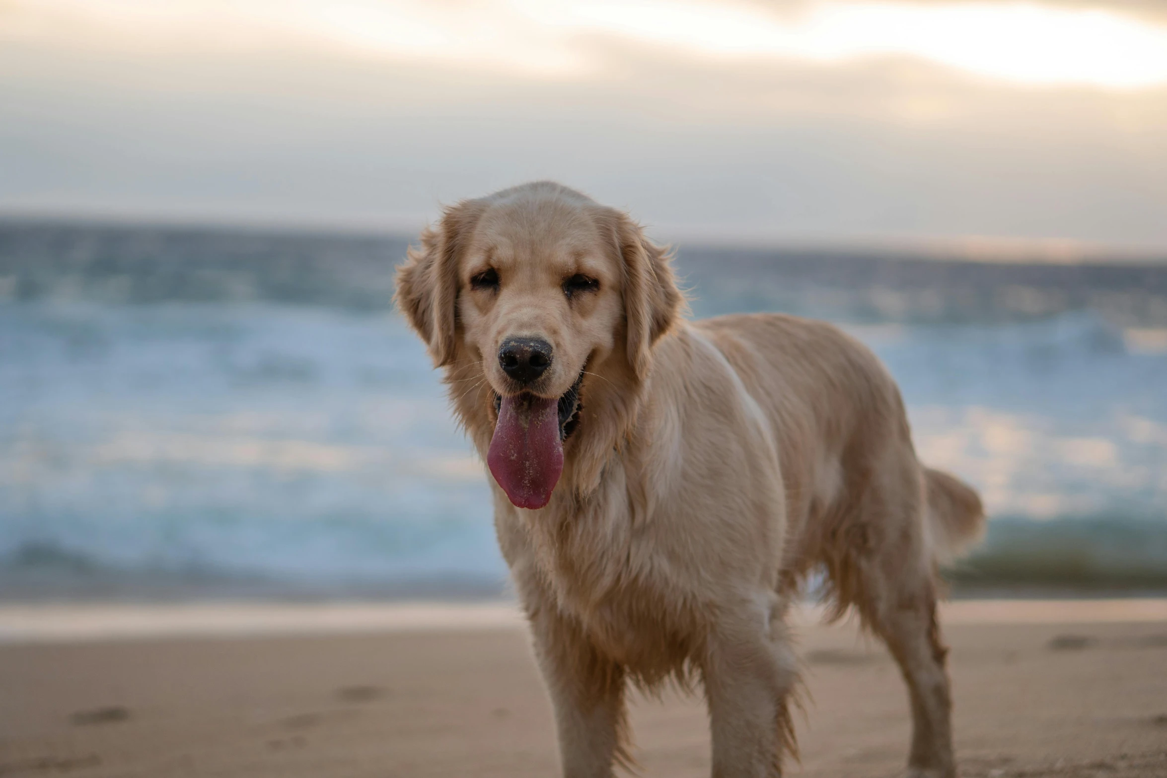 an adult golden retriever on a beach with waves crashing in the background
