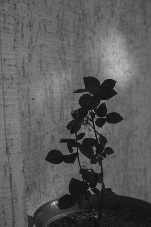 a flower is sitting on a bowl near the wall