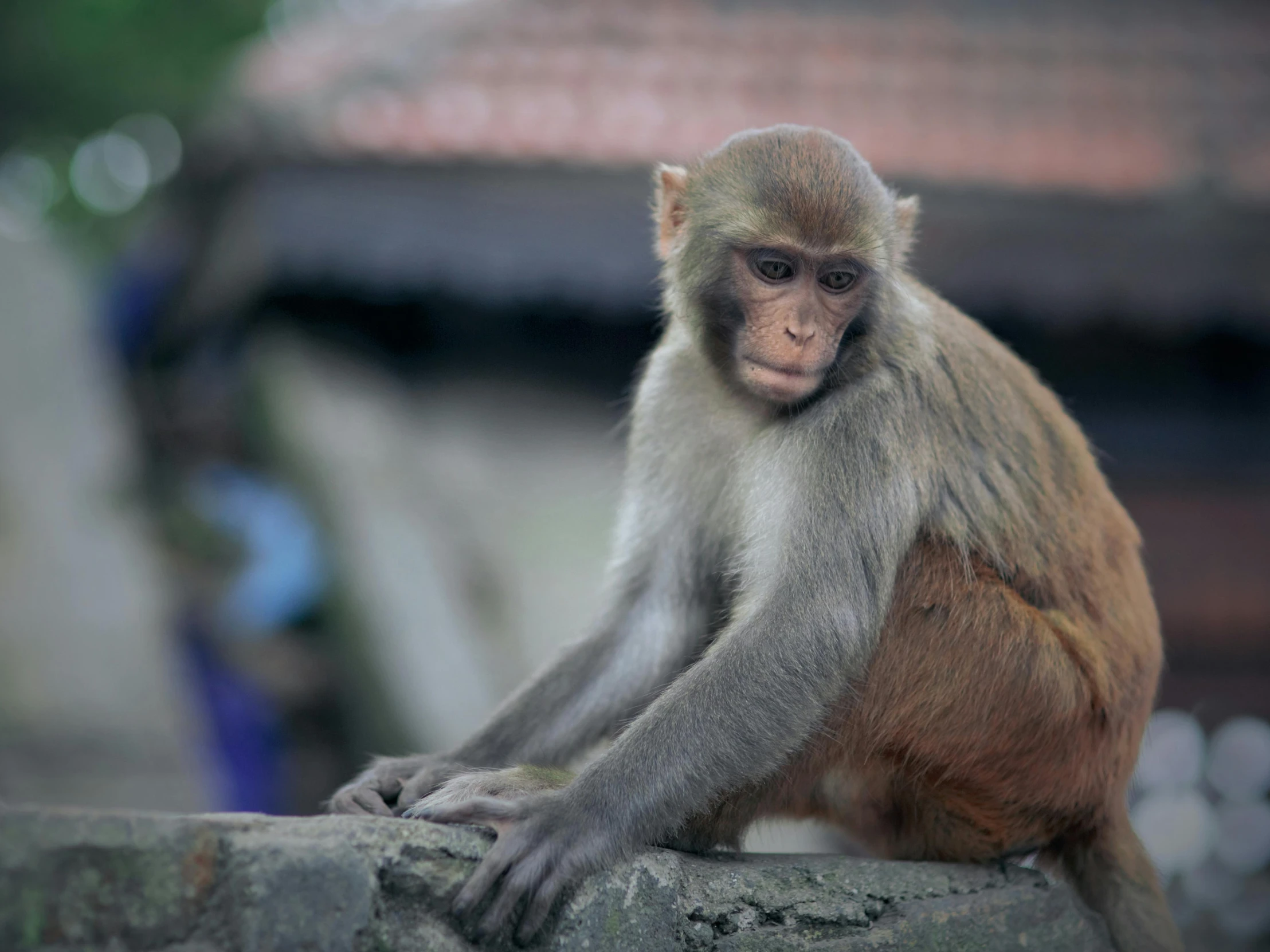 a small monkey sitting on top of a rock