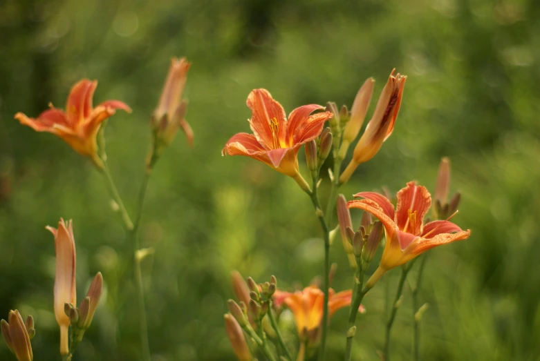 a large flower that is next to a tall plant