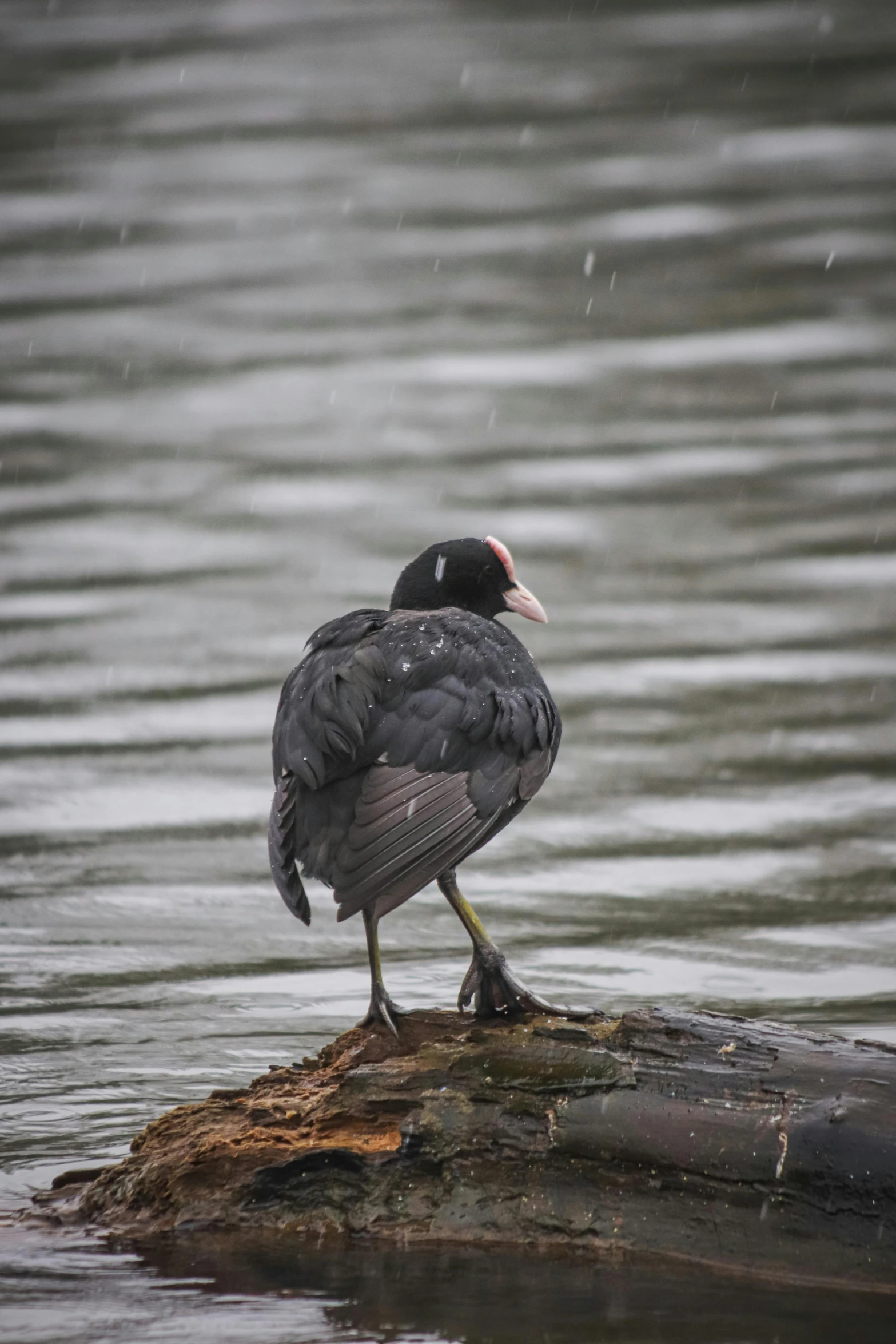 the bird is perched on a tree trunk in the water