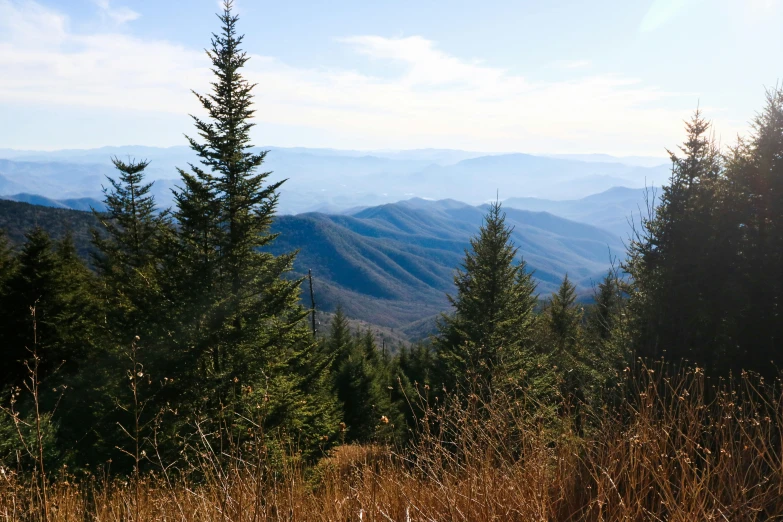 some tall trees with mountains in the background