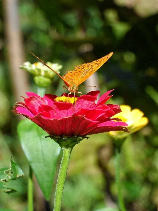 a erfly on the back of a flower in its natural habitat