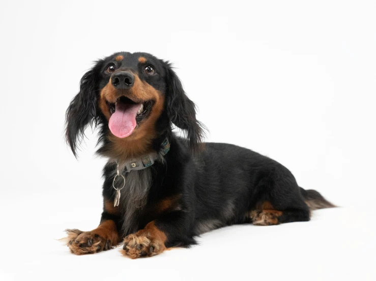 a black and brown dog is sitting down