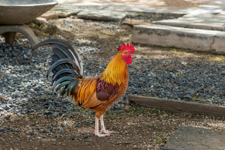 an adult chicken is standing in the grass