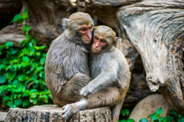 two small monkeys in a wooded area sitting and hugging