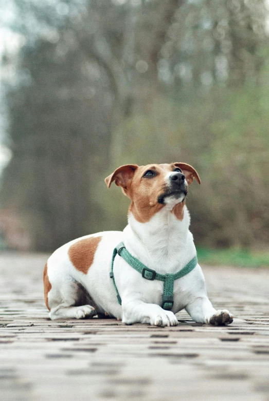 a dog wearing a harness laying on the ground