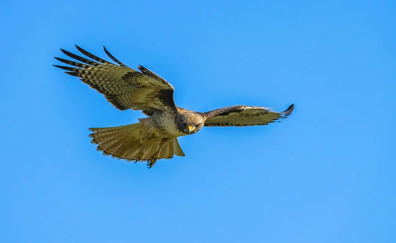 a bird is soaring through the blue sky