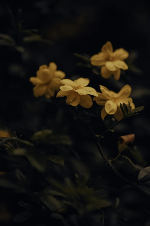 the yellow flowers are growing very bright