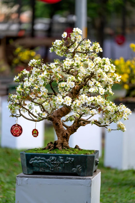 white flowers bloom on the top of a bonsai tree