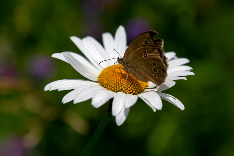 the small brown erfly is resting on a daisy