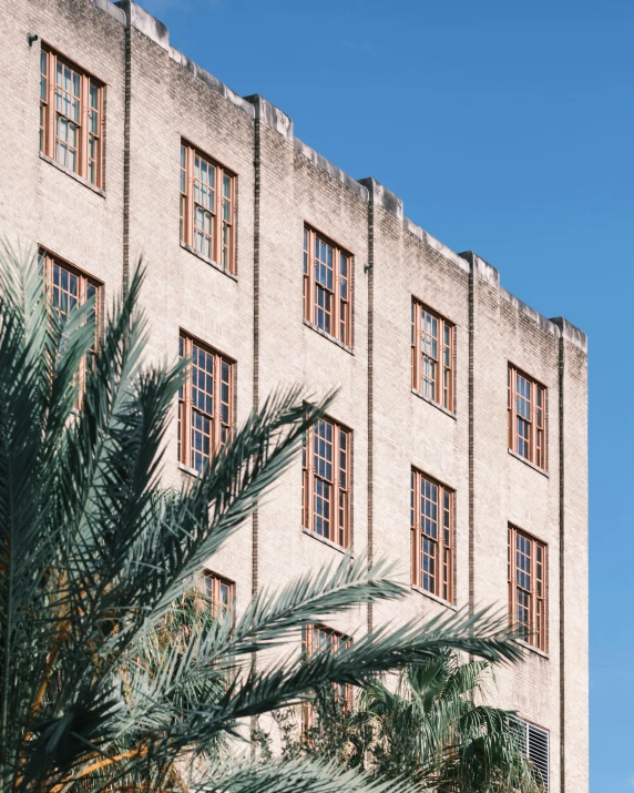 palm tree is in front of an old brick building