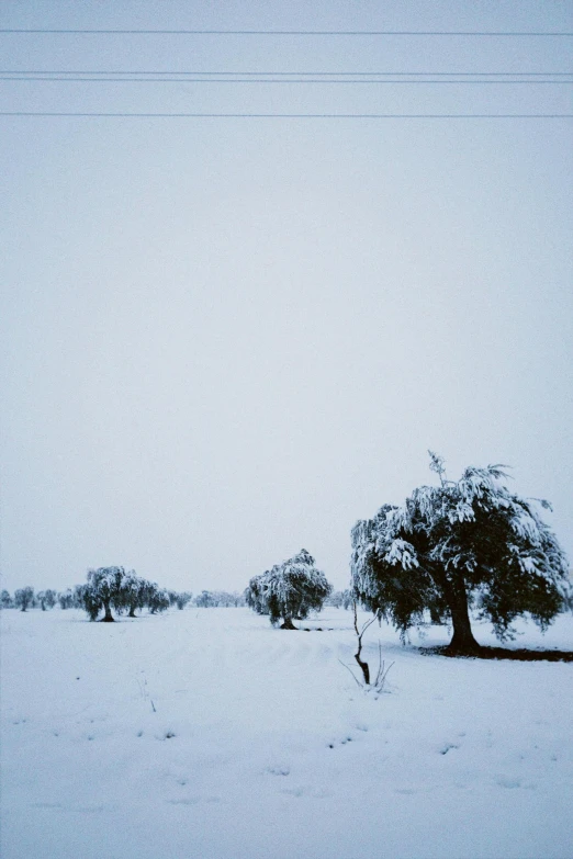 some trees in the snow and one has fallen