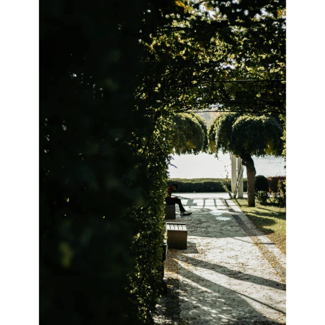 a walk way through a bunch of trees