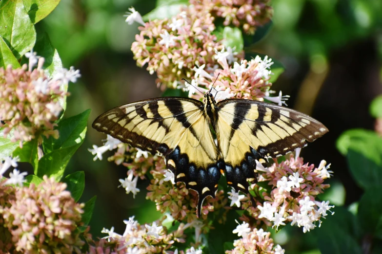 erfly with large striped wings sitting on a flower