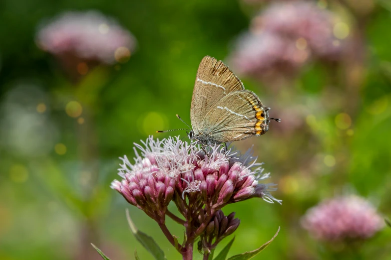 a erfly sitting on top of some pink flower petals