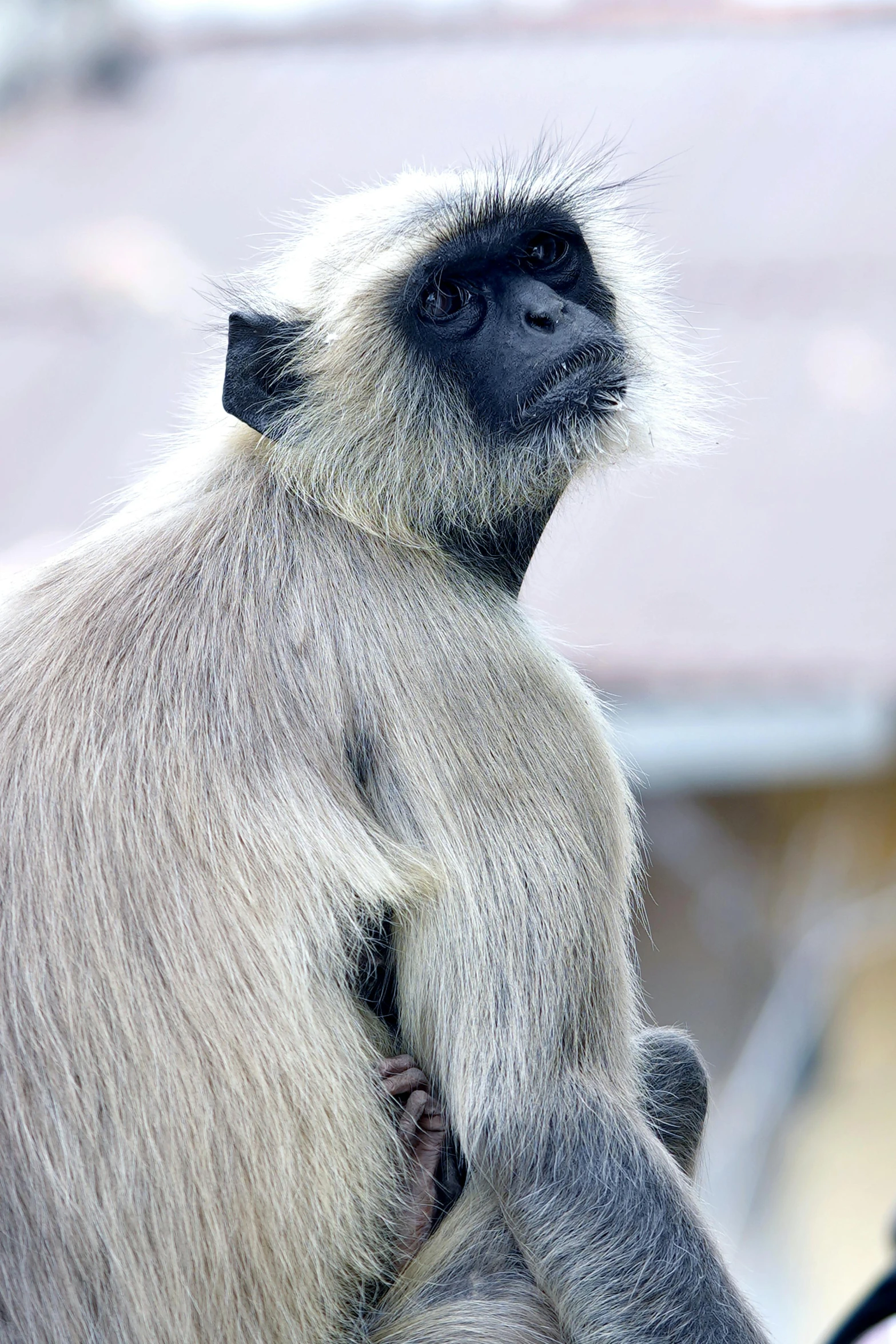 a small monkey sitting on top of a tree