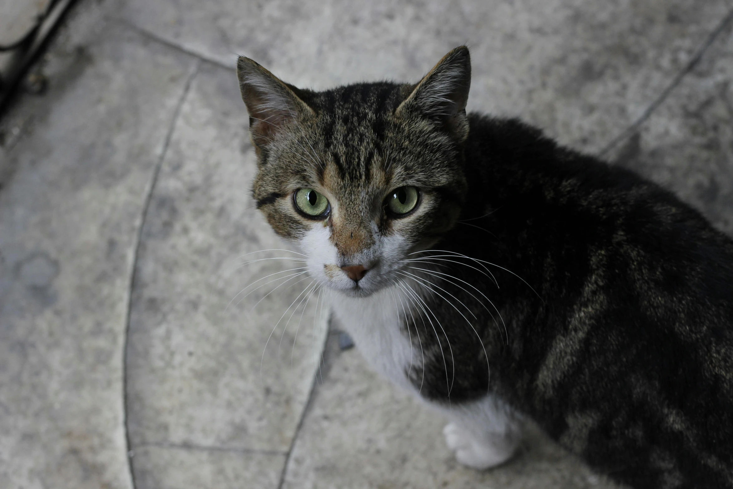 a cat is sitting on the ground staring into the camera