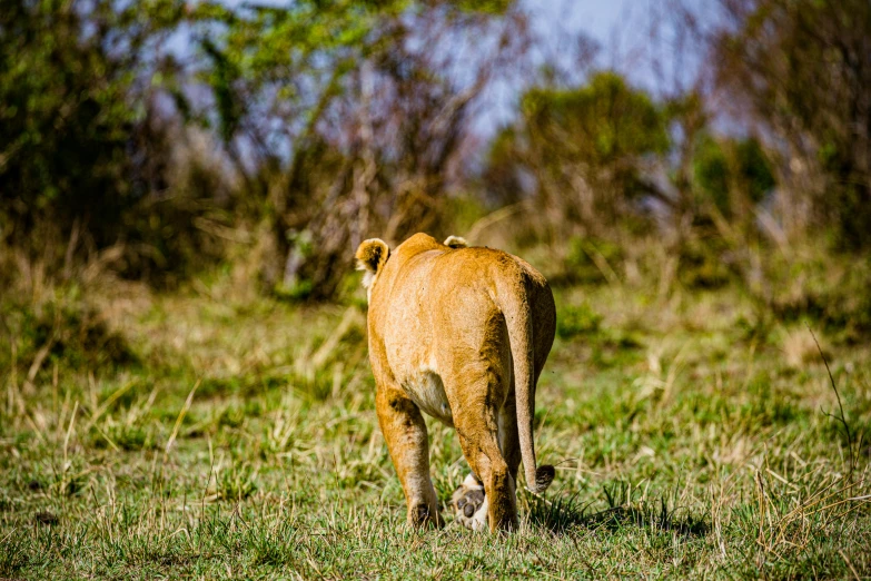 a young lion walking through an open grassy field