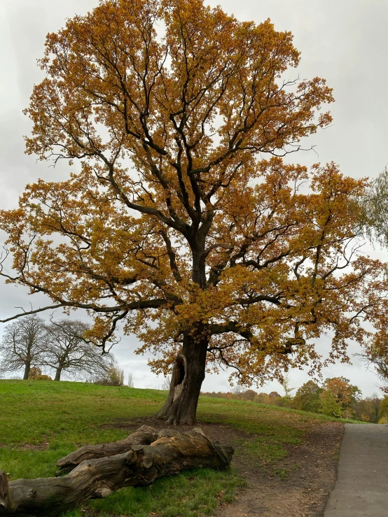 an old tree stands beside a fire hydrant