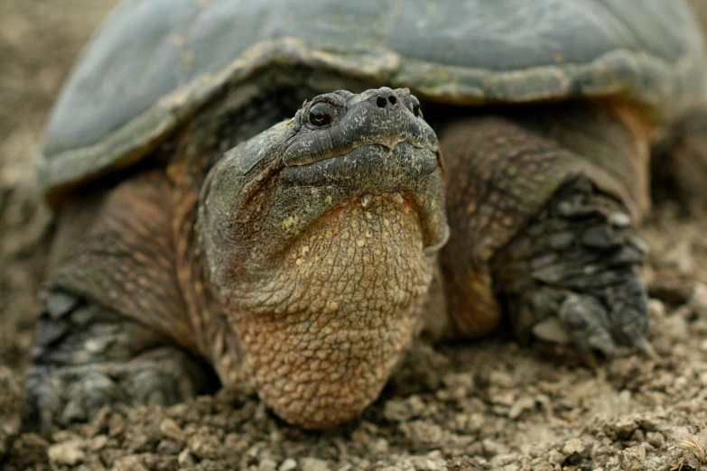 a large turtle is in the dirt and looking at the camera