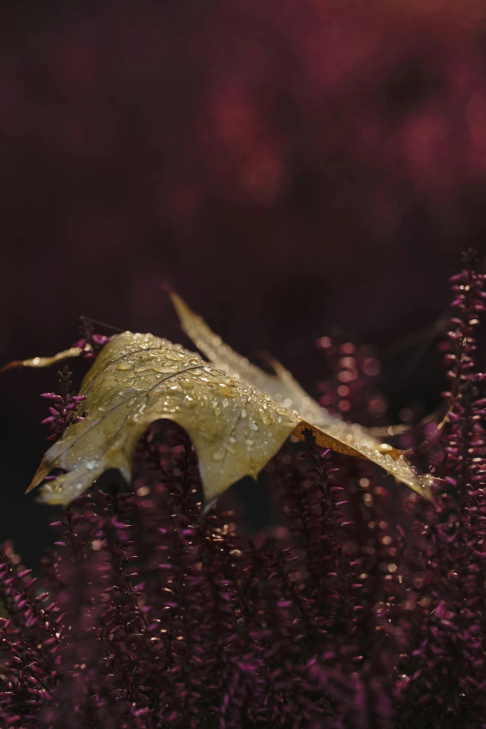 a golden leaf covered in dew on top of a purple flower